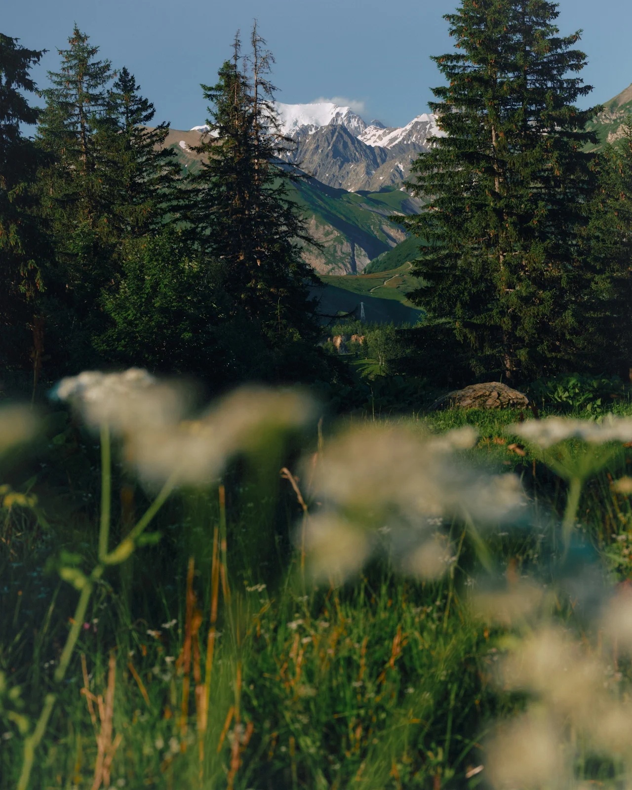 Foreground white wildflowers with blurred stems, green grass, and dark green pine trees leading to a sunlit mountain range under a blue sky.